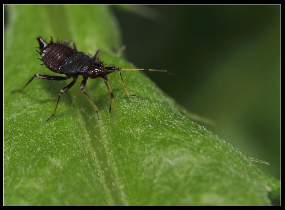 Ninfe di Deraeocoris sp.