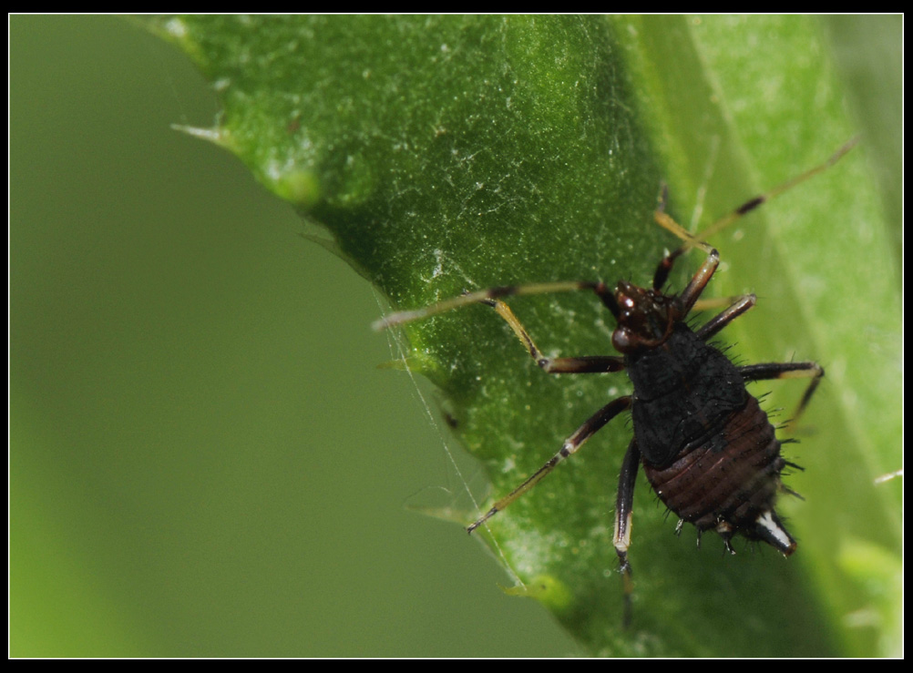 Ninfe di Deraeocoris sp.