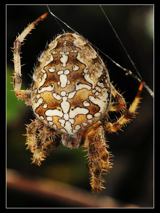 Araneus diadematus