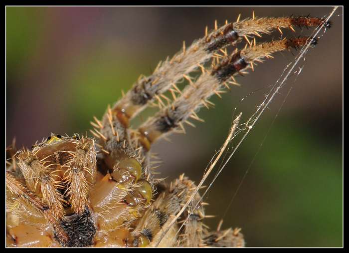 Araneus diadematus