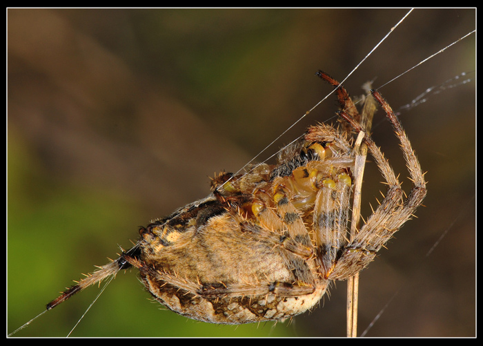 Araneus diadematus