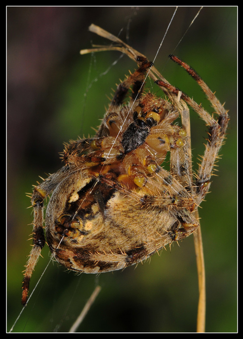 Araneus diadematus