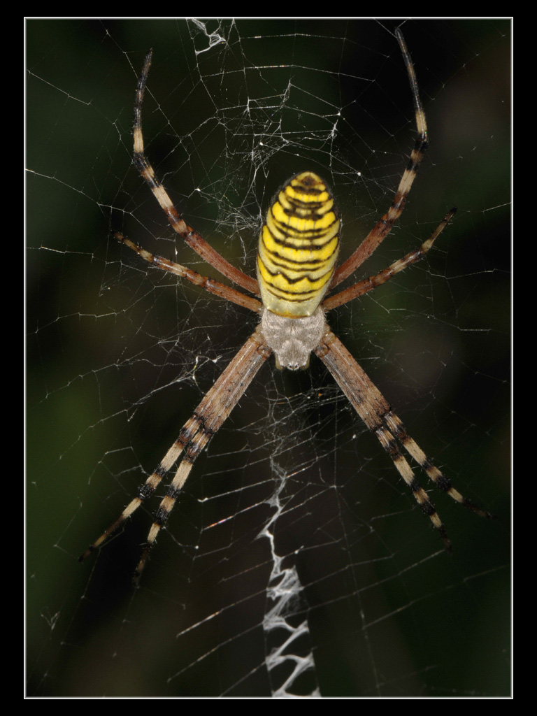 Argiope