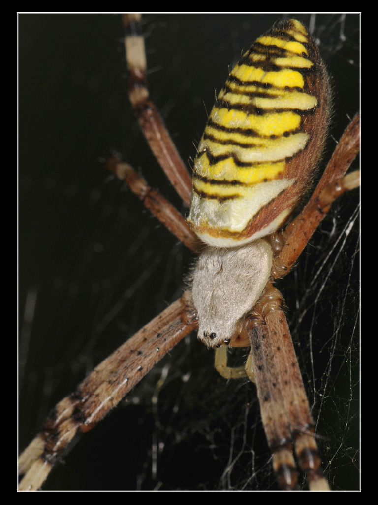 Argiope