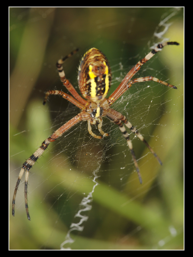 Argiope