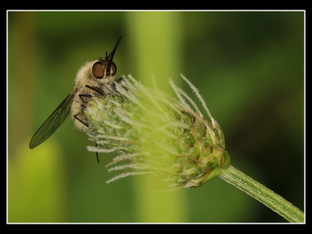 Momento di riposo per un Bombyliidae.