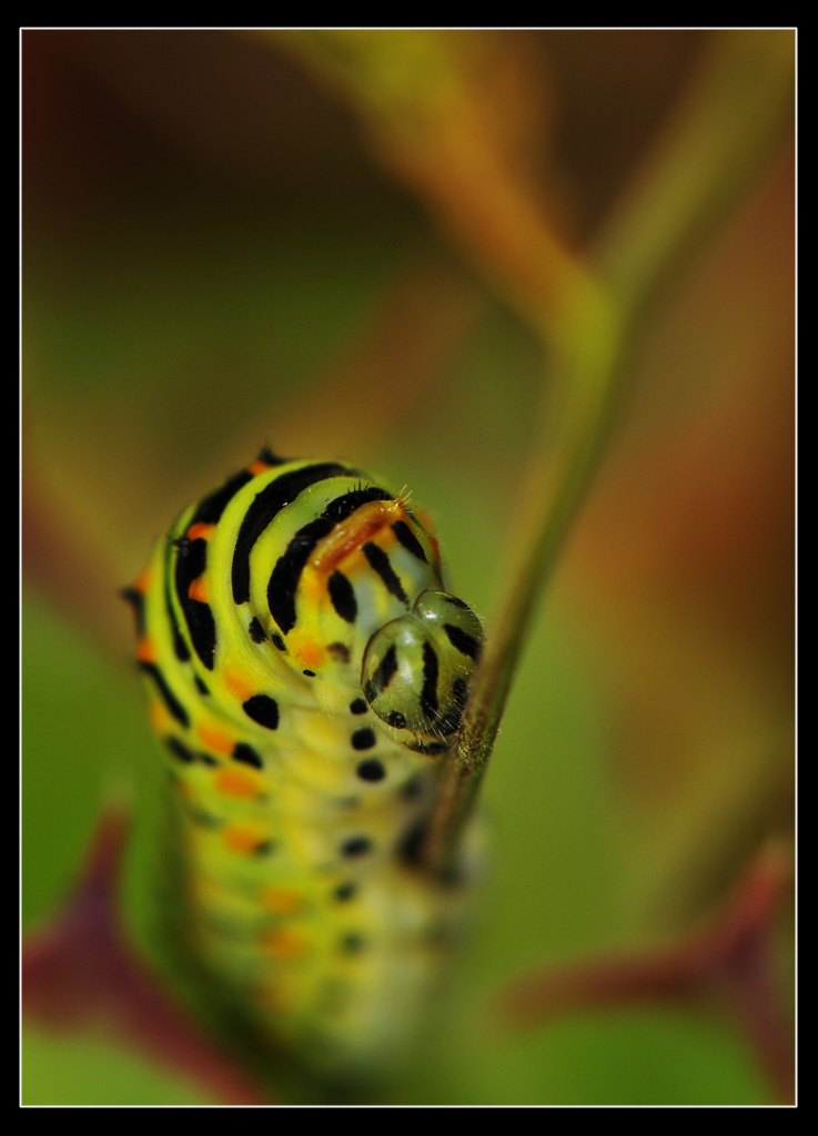 Papilio machaon... photobook