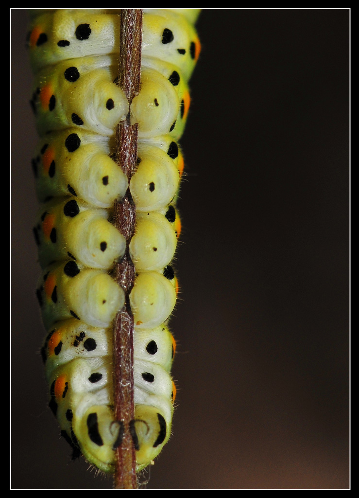 Papilio machaon... photobook