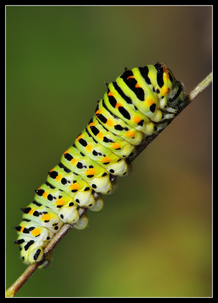 Papilio machaon... photobook