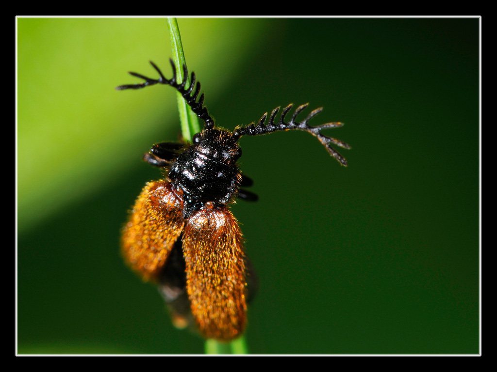 Antenne meravigliose - Drilus flavescens