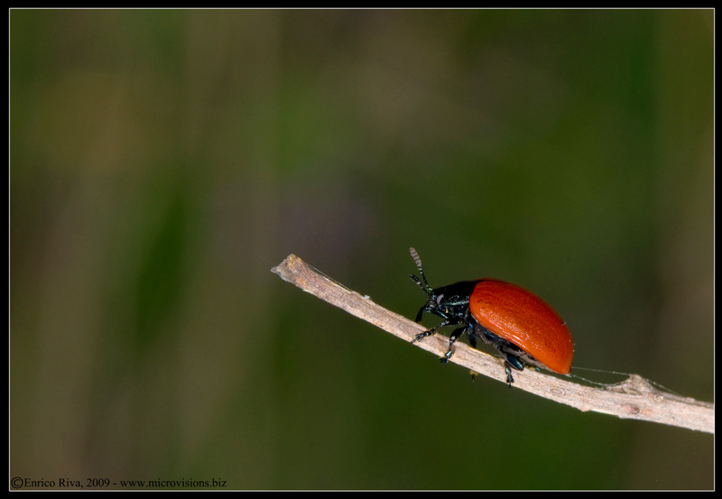 Equilibrista rosso