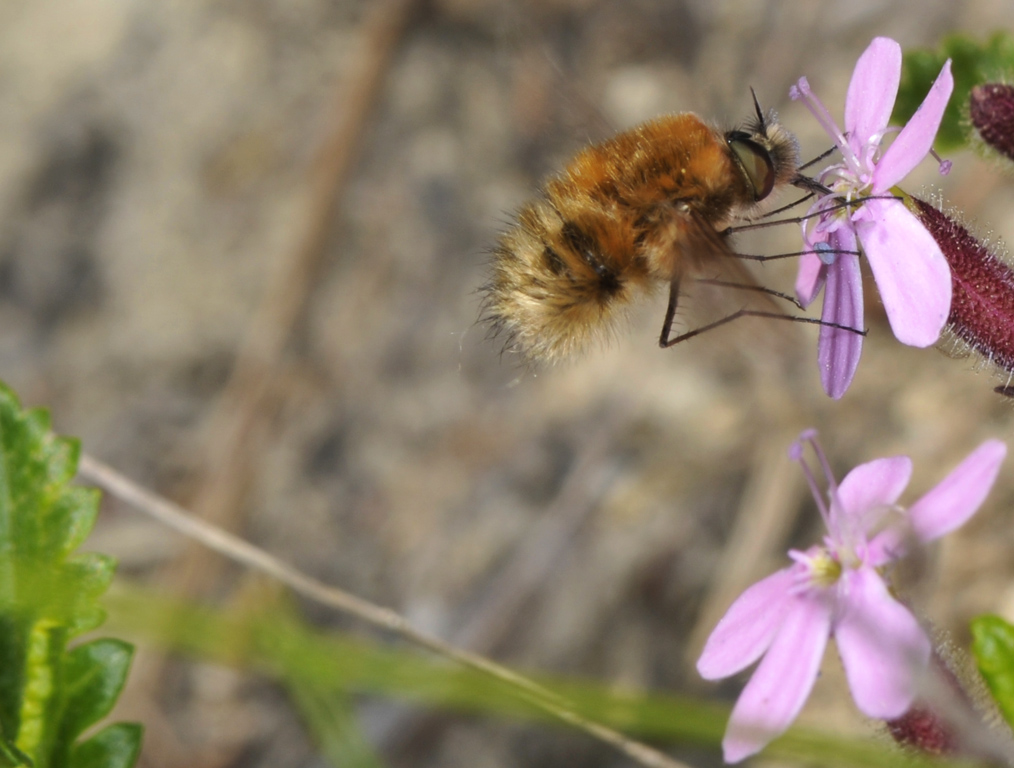 Bombylius sp.