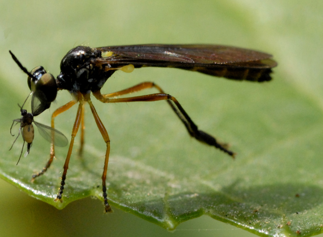 Dittero Asilidae: Dioctria sp.