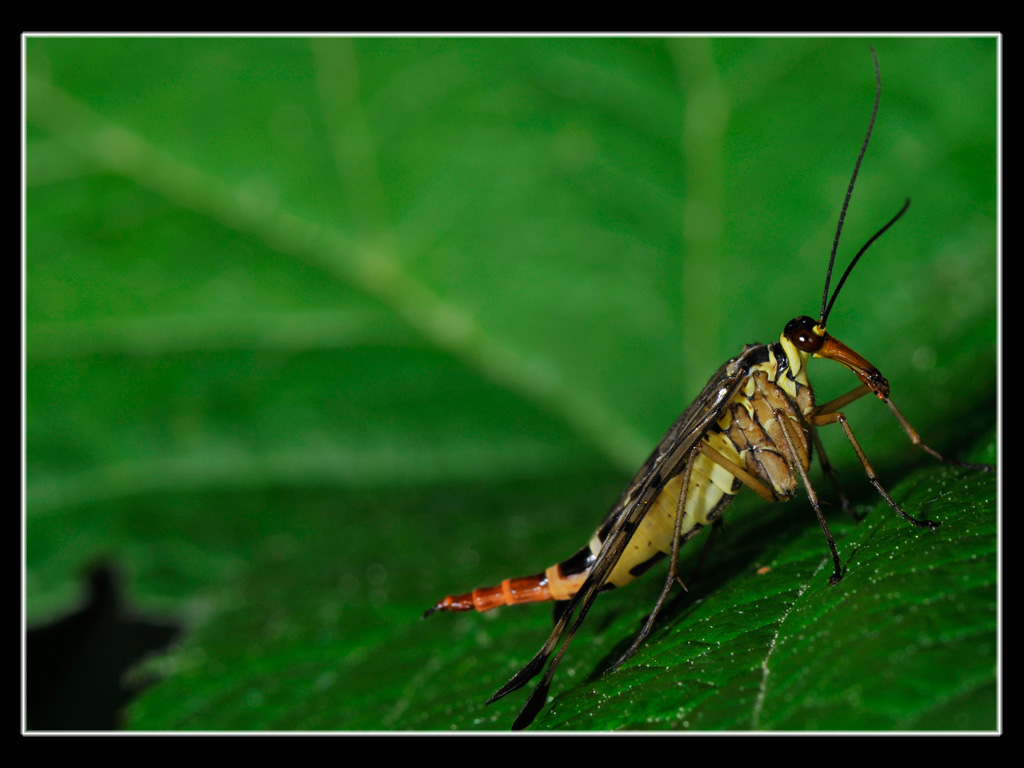 Meravigliosa creatura...