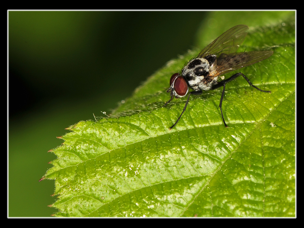 Anthomyia del gruppo pluvialis