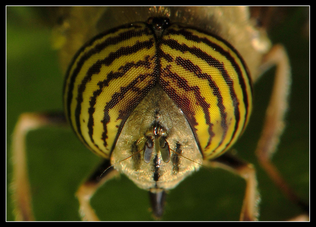 Eristalinus taeniops