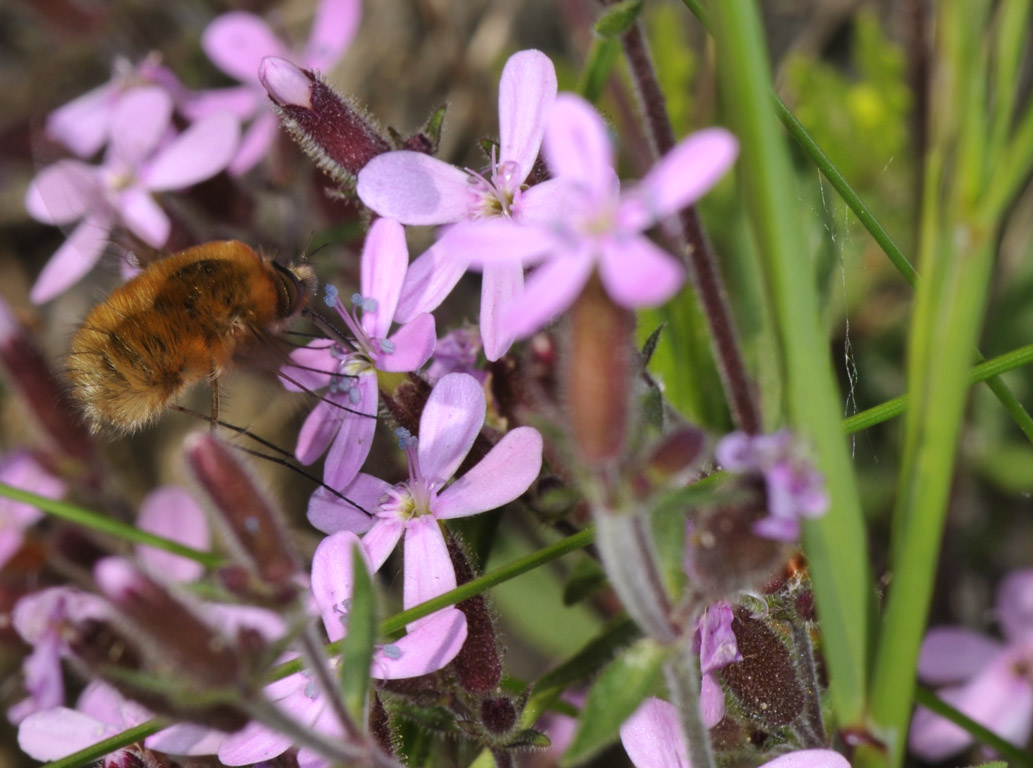 Bombylius sp.