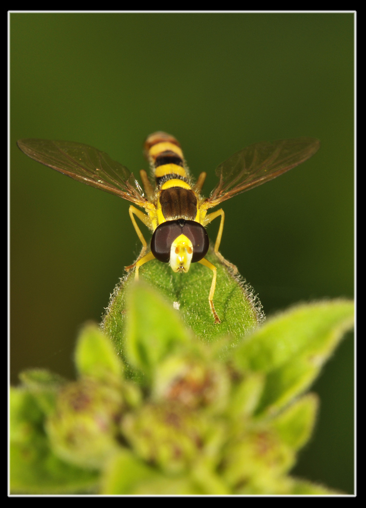 Sphaerophoria sp.