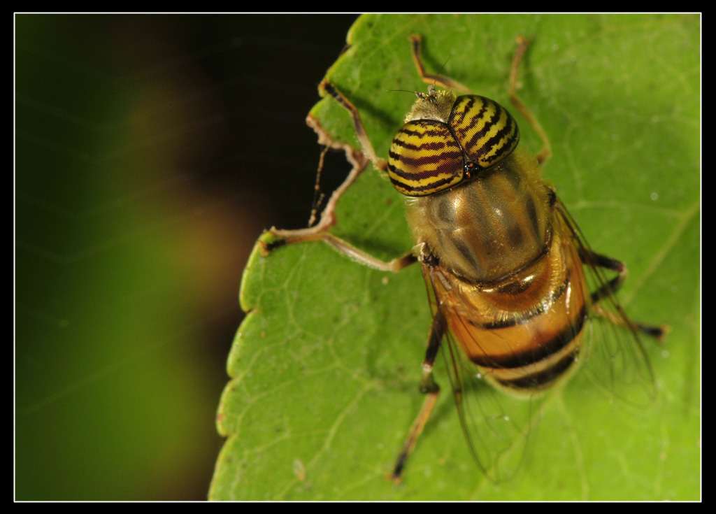 Eristalinus taeniops