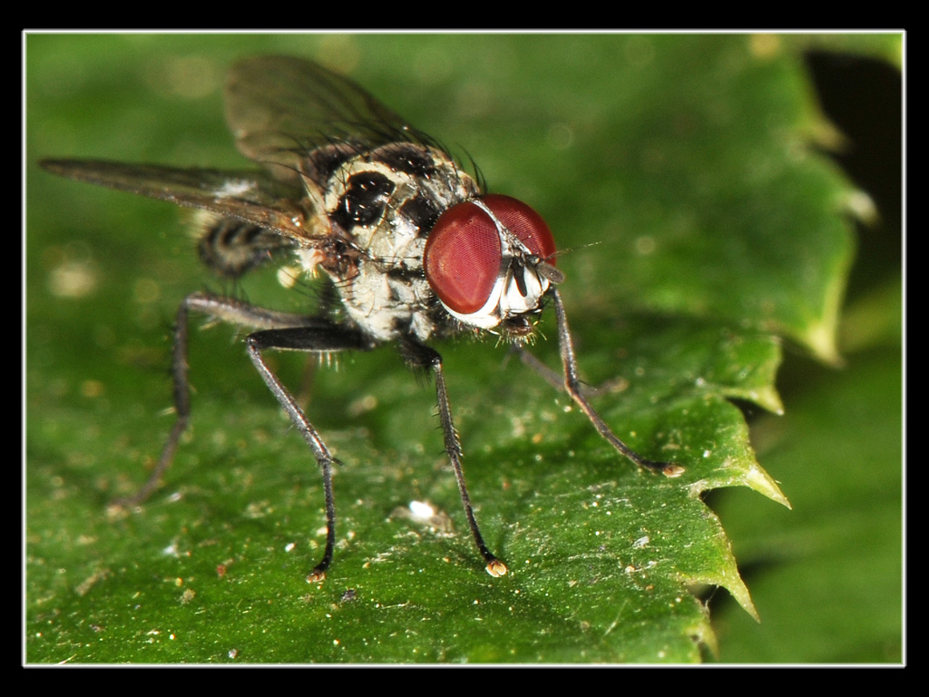 Anthomyia del gruppo pluvialis