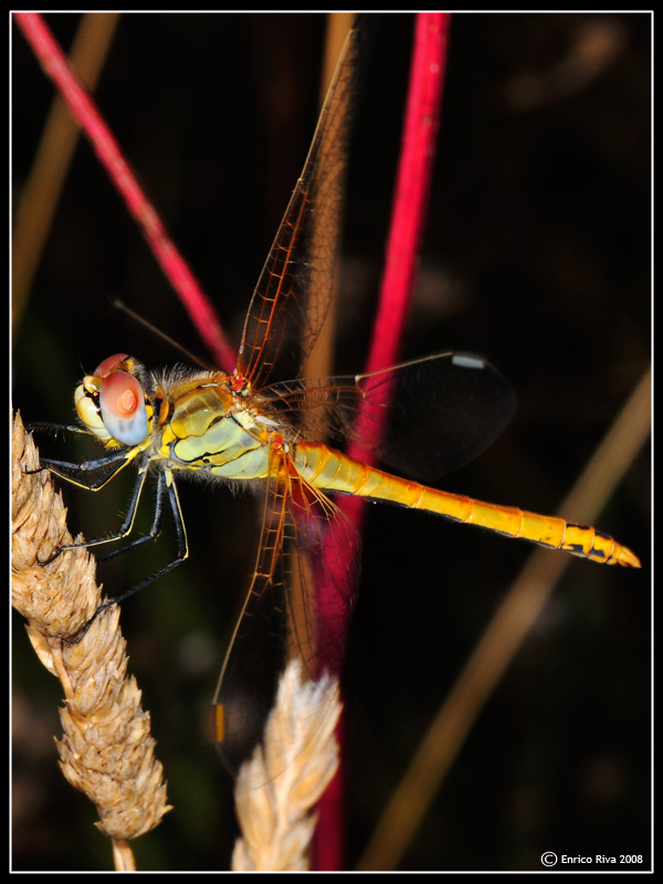 Sympetrum fonscolombii