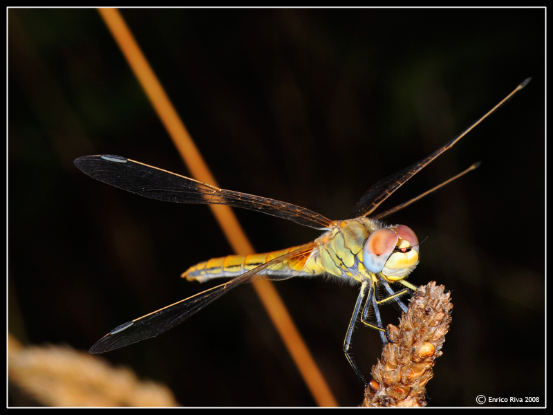 Sympetrum fonscolombii