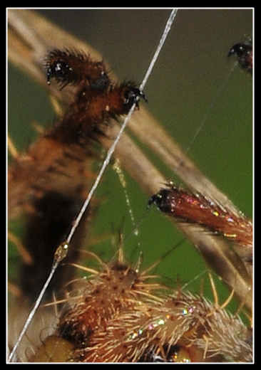 Araneus diadematus