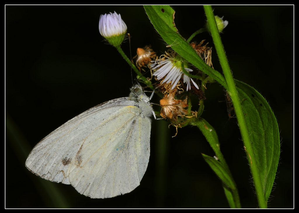 Pieris napi