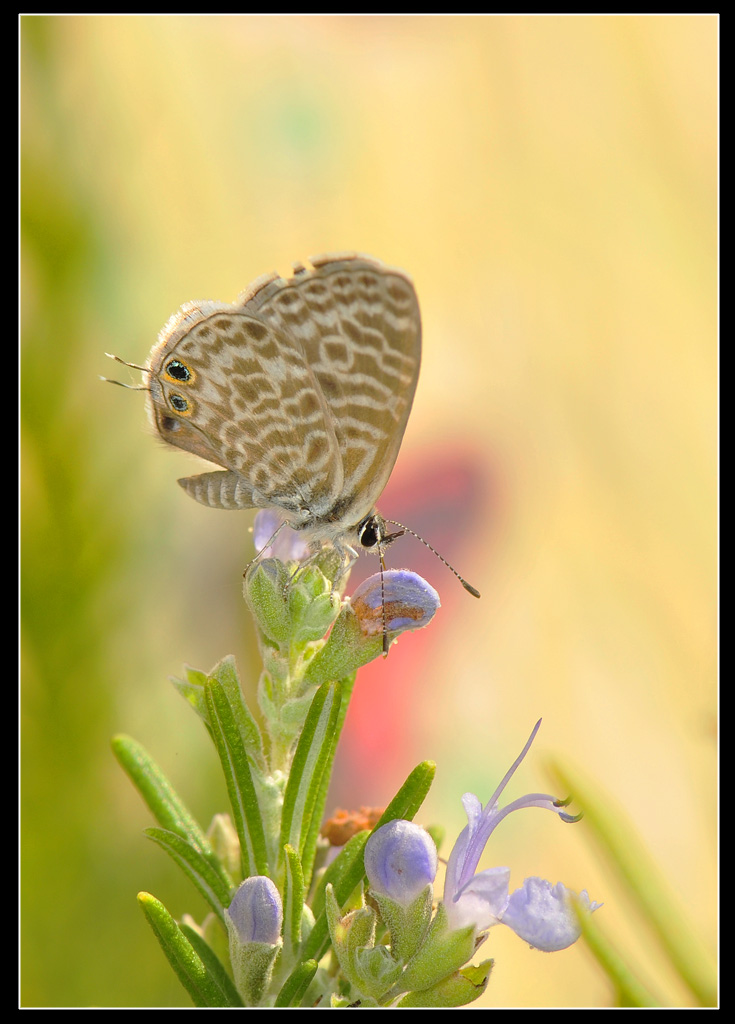 Leptotes pirithous