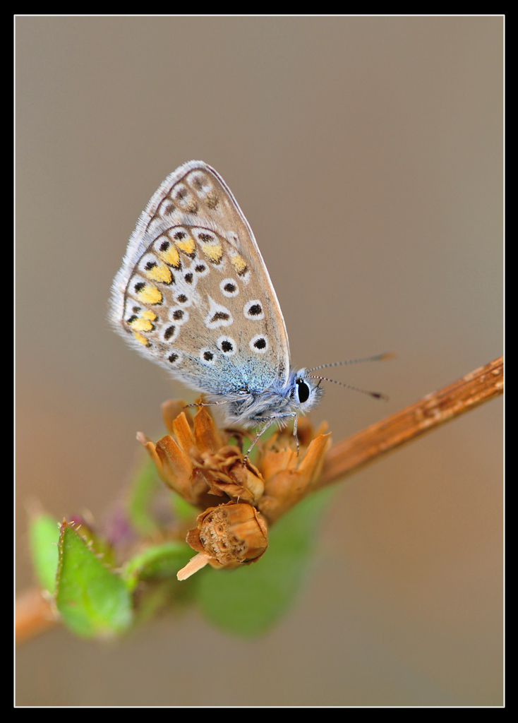 Polyommatus icarus