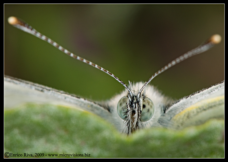 Pieris napi - ritratto