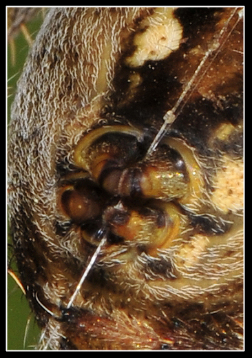 Araneus diadematus