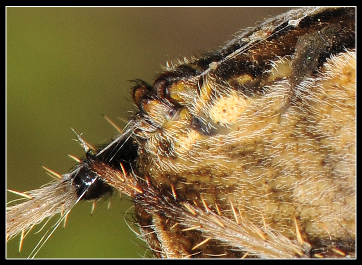 Araneus diadematus