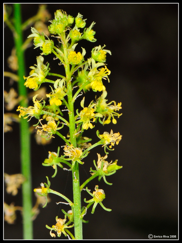 Reseda lutea