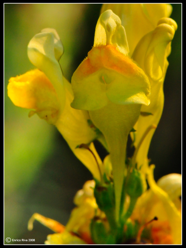 Da determinare II - Linaria sp.