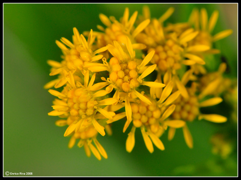 Da determinare III - Solidago cfr. virgaurea