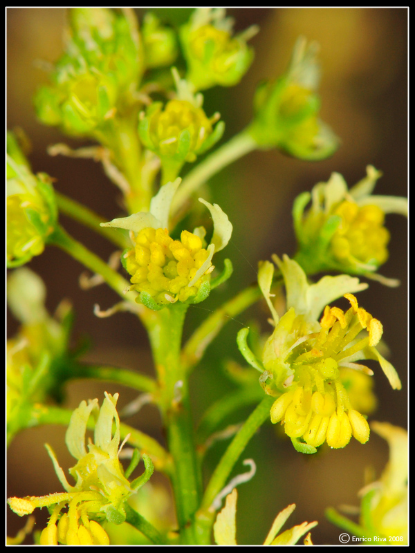 Reseda lutea