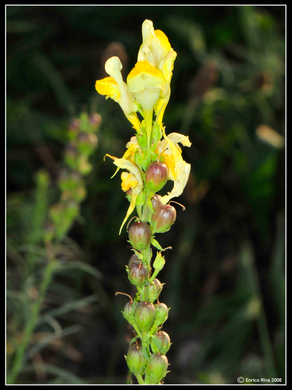 Da determinare II - Linaria sp.