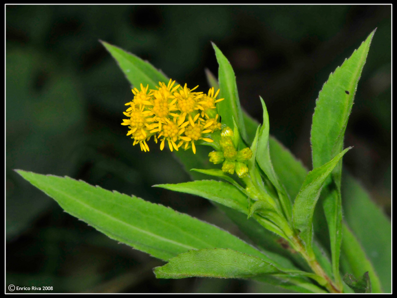 Da determinare III - Solidago cfr. virgaurea