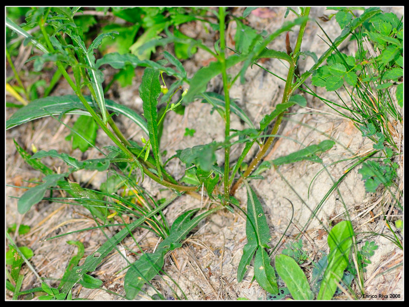 Reseda lutea