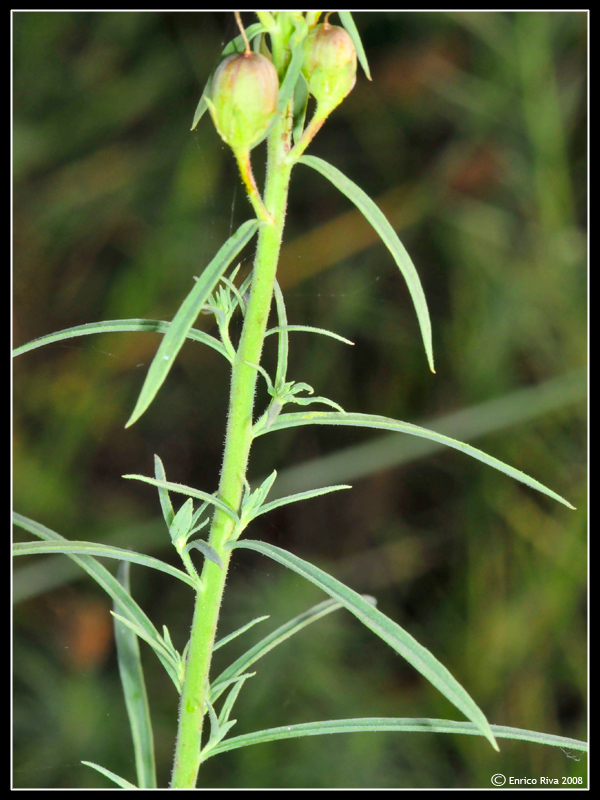 Da determinare II - Linaria sp.