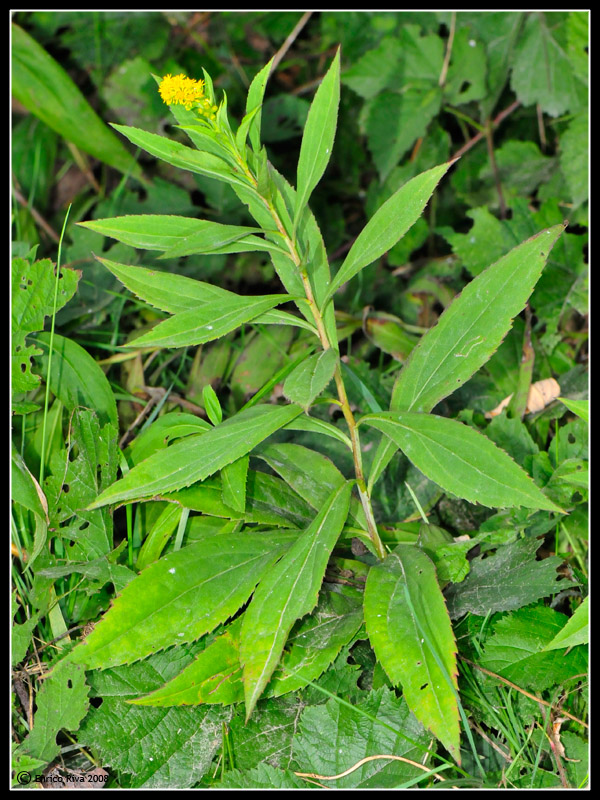 Da determinare III - Solidago cfr. virgaurea