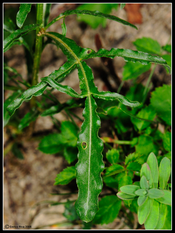 Reseda lutea