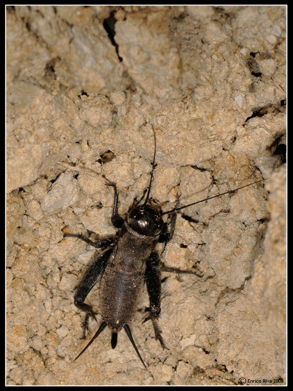 Melanogryllus desertus (ninfe)