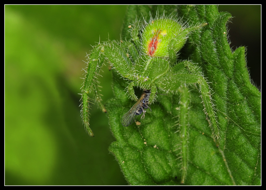 Un altro meraviglioso Heriaeus.