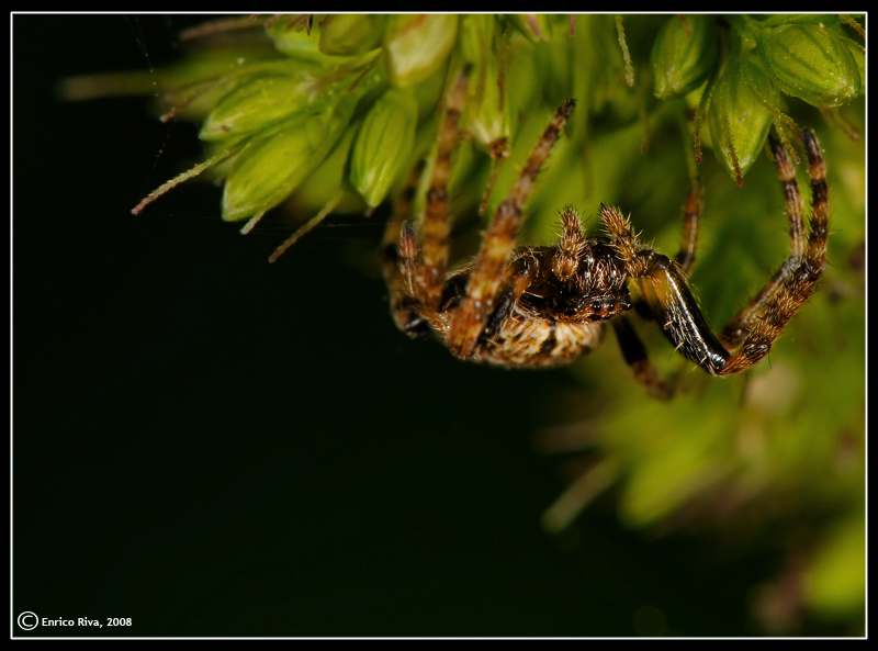 Nuctenea sp.