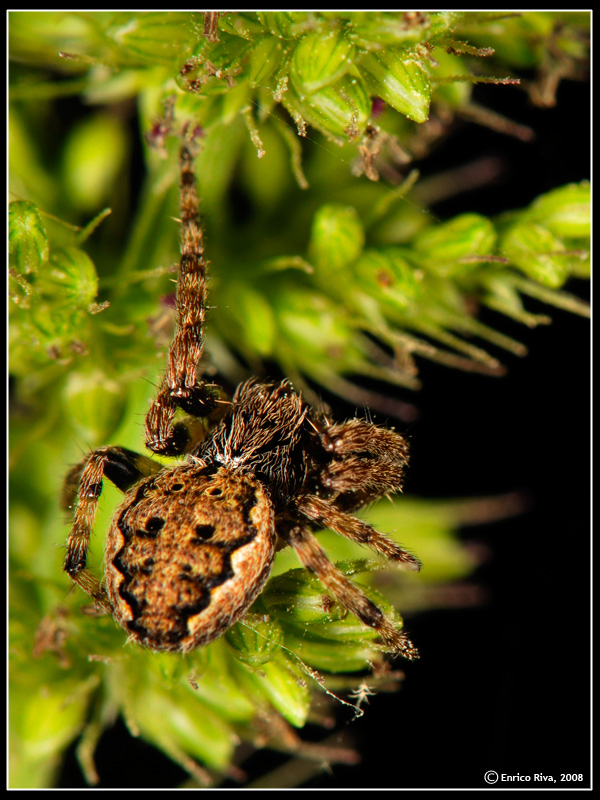 Nuctenea sp.