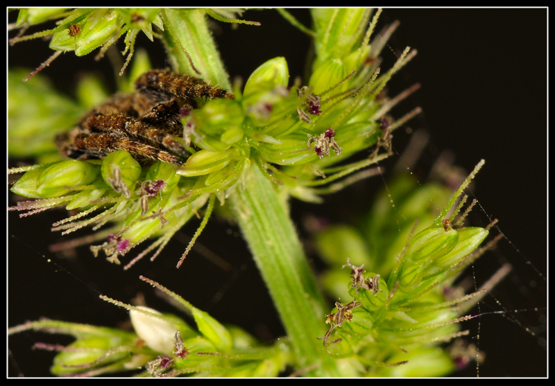 Nuctenea sp.