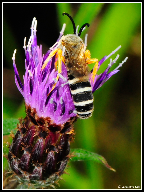 Halictus scabiosae M (Apidae Halictinae)