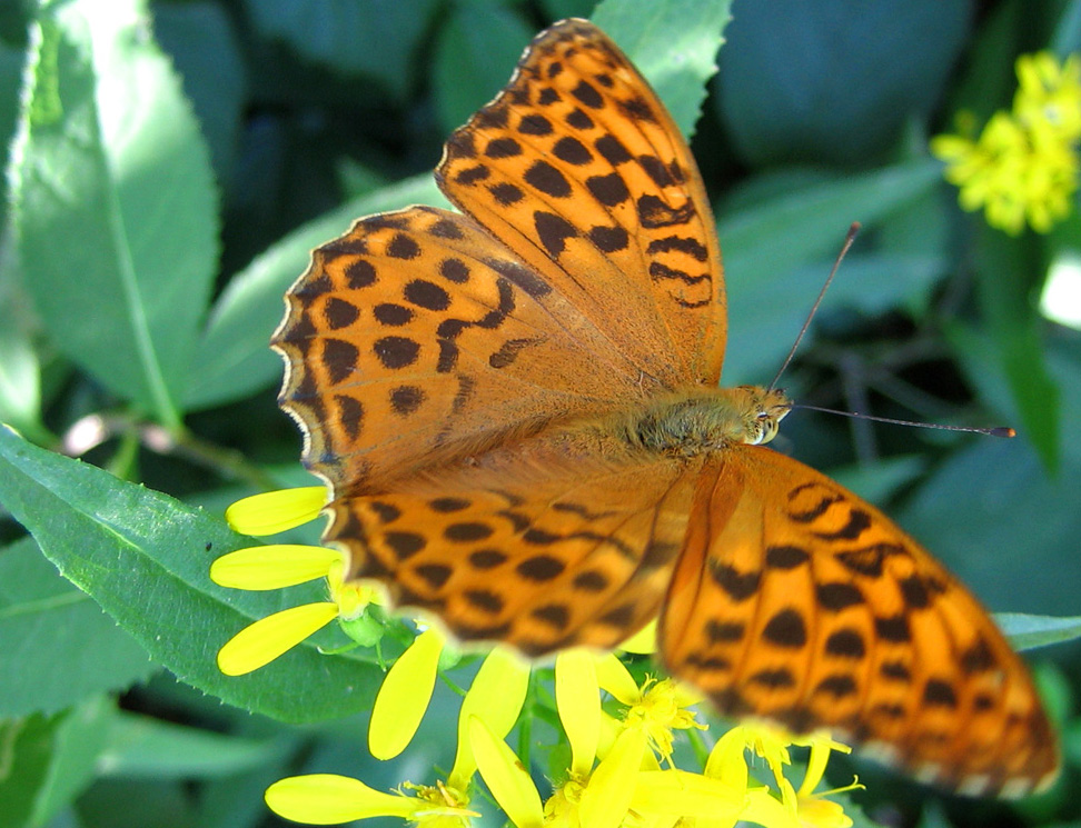 Argynnis paphia